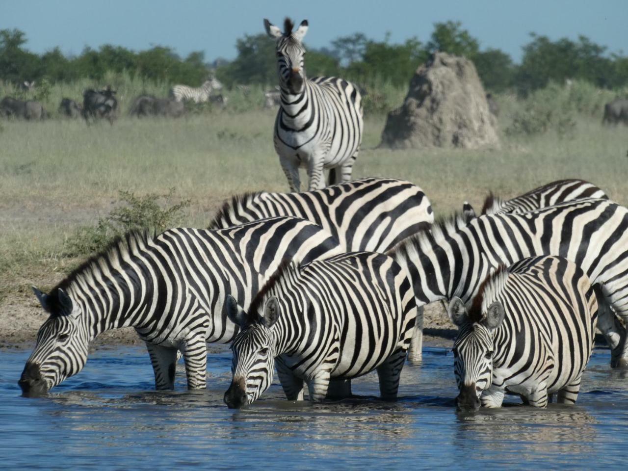 Island Safari Lodge Maun Exterior foto